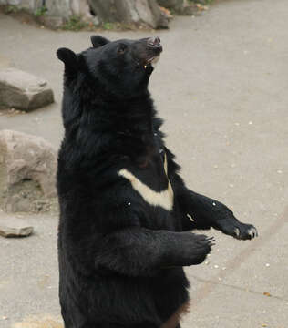 Image of Asiatic black bear