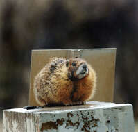 Image of Marmota subgen. Petromarmota Steppan et al. 1999