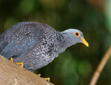 Image of African Olive Pigeon