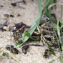 Image of digger bees