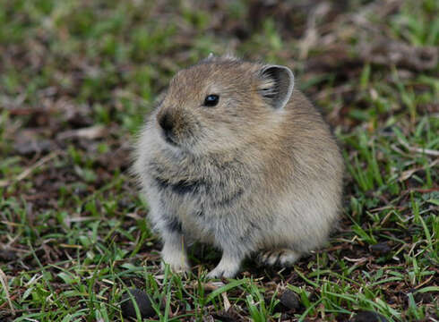 Image of Black-lipped Pika