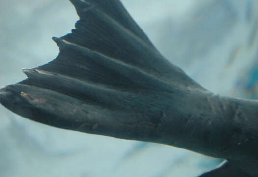 Image of Mediterranean Monk Seal