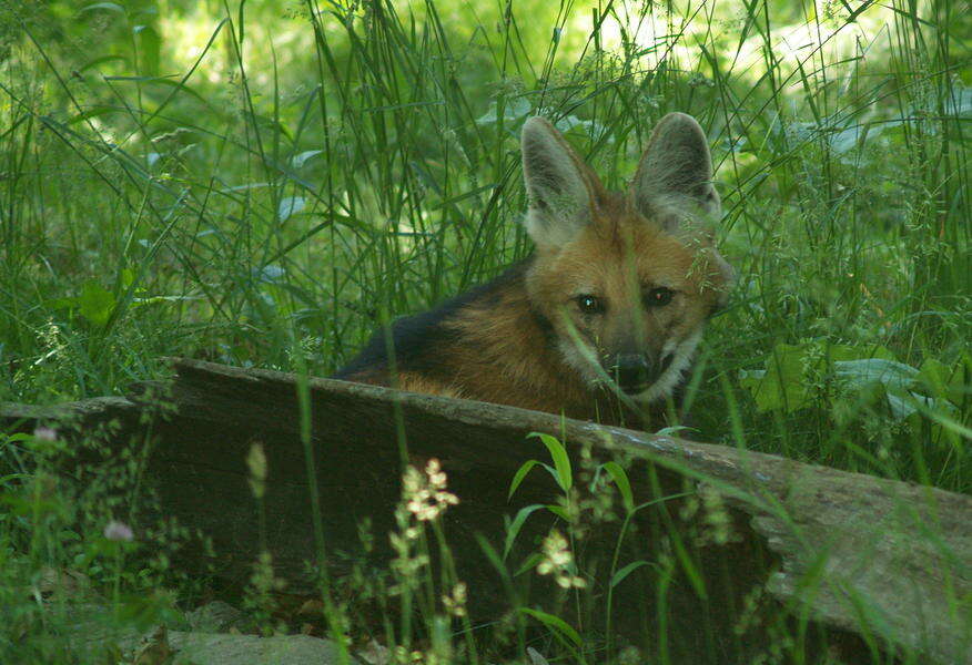 Image of Maned Wolves