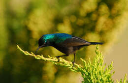 Image of Palestine Sunbird