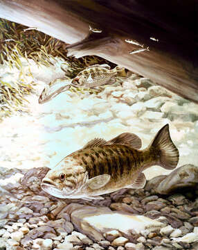 Image of Smallmouth Bass