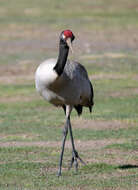 Imagem de Grus nigricollis Przewalski 1876