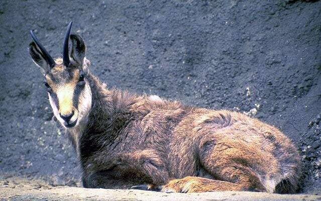 Image of chamois