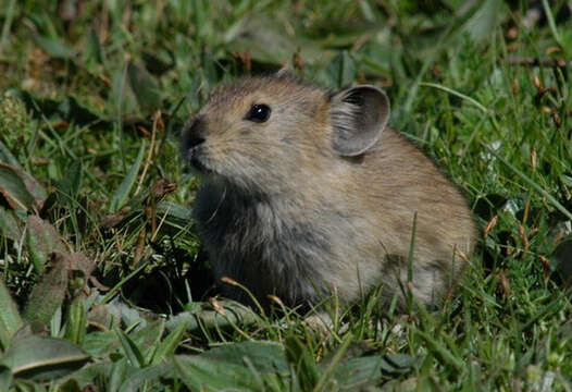 Image of Black-lipped Pika