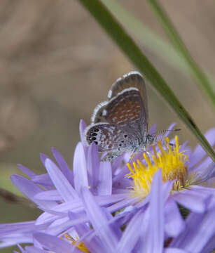 Image of Pygmy Blues