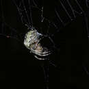 Image of Giant Lichen Orbweaver