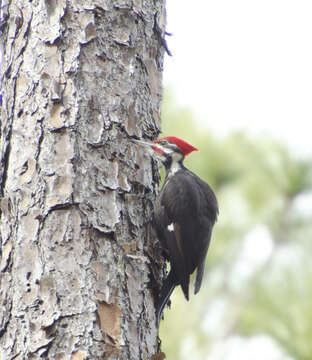 Imagem de Dryocopus pileatus (Linnaeus 1758)