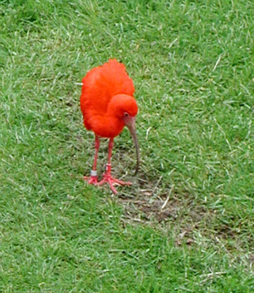 Image of Scarlet Ibis
