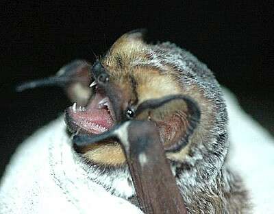 Image of Hawaiian Hoary Bat