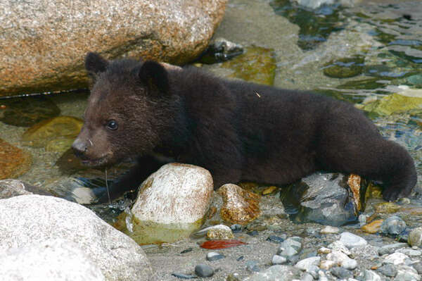 Image of Asiatic black bear
