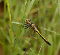 Imagem de Leucorrhinia intacta (Hagen 1861)