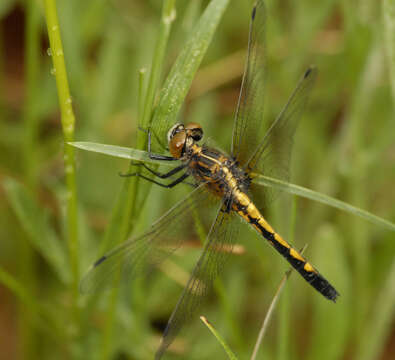 Image of Dot-tailed Whiteface