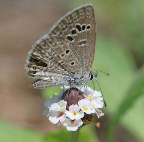 Image of Echinargus