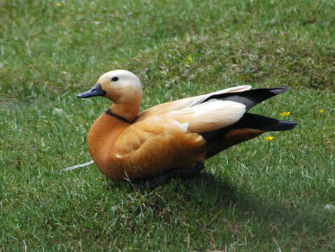 Image of Ruddy Shelduck