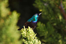 Image of Palestine Sunbird