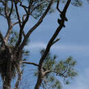 Слика од американски црн мршојадец