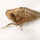 Image of gypsy moth