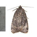 Image of Copper Underwing