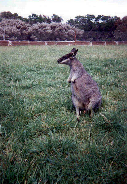 Image of western brush wallaby