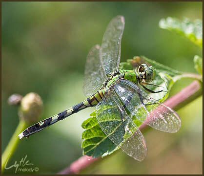 Image de Erythemis Hagen 1861