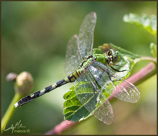 Image of Pondhawks