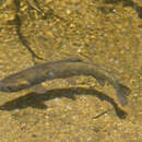 Image of cutthroat trout