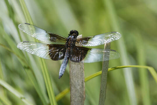 Image of Widow Skimmer