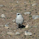 Image of White-rumped Snowfinch