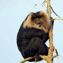 Image of Lion-tailed Macaque