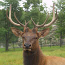 Imagem de Cervus elaphus Linnaeus 1758