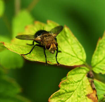 Image de Tachinidae