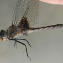 Image of Common Baskettail