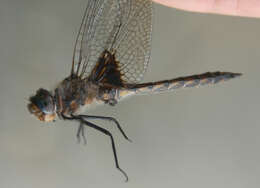 Image of Common Baskettail