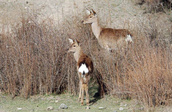 Imagem de Cervus nippon Temminck 1838