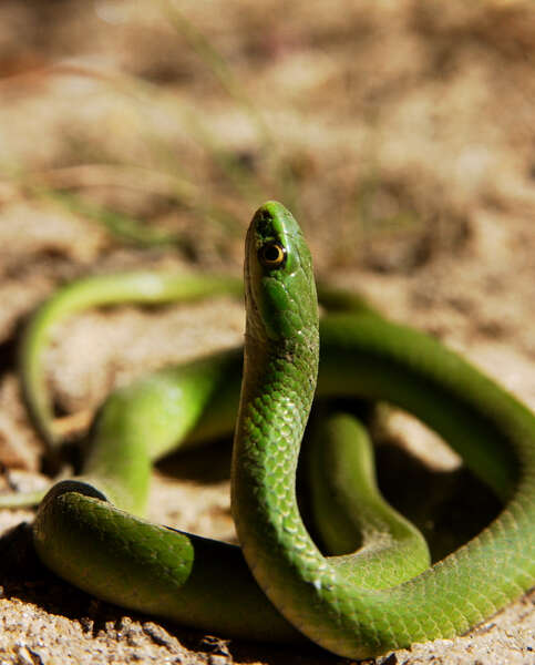 Image of Smooth Green Snake