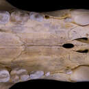 Image of polar bear