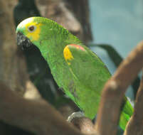 Image of Amazon parrots