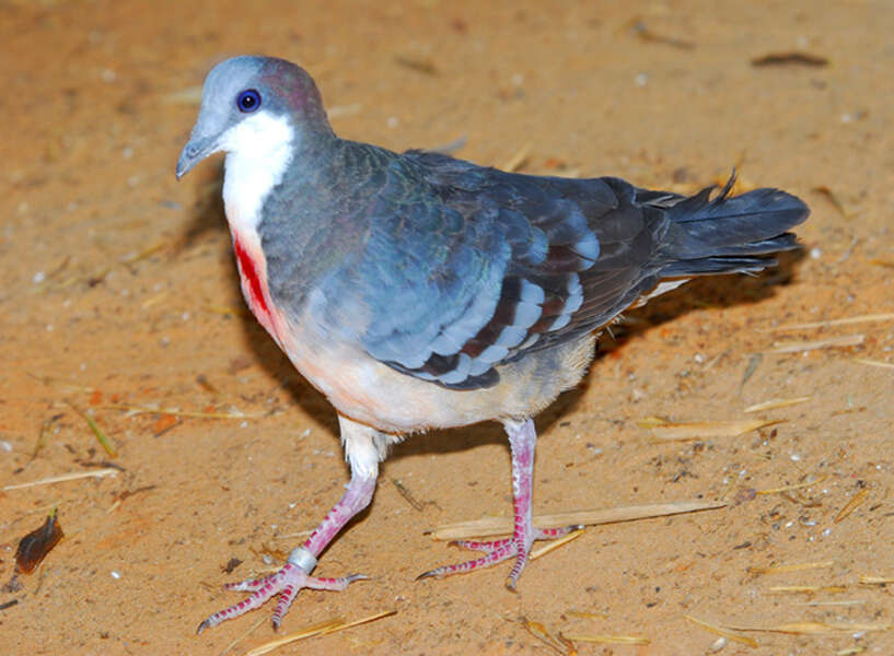 Image of Luzon Bleeding-heart