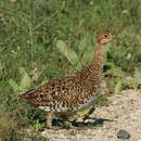 Image of Sharp-tailed Grouse