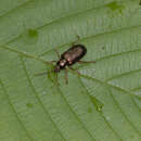 Image of reed leaf beetle