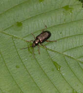 Image of reed leaf beetle