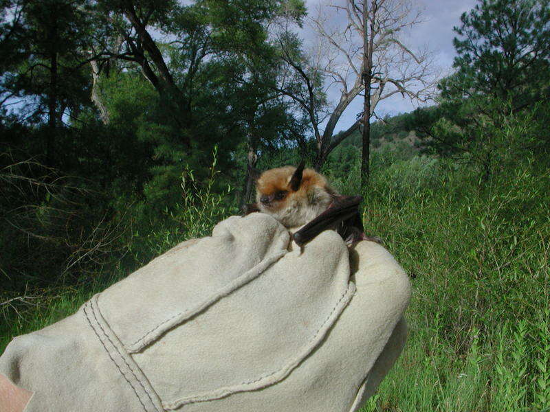 Image of Fringed Myotis