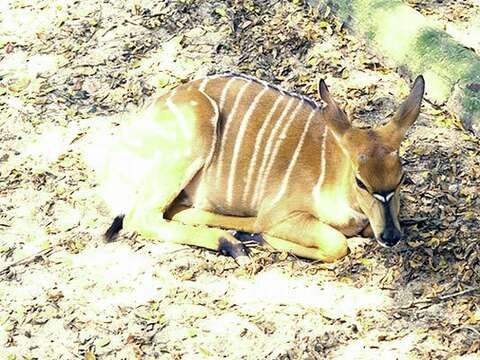 Image of Spiral-horned Antelope