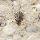 Image of Bronzed Tiger Beetle