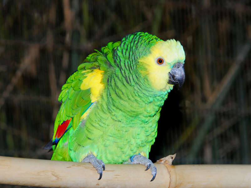 Image of Blue-fronted Amazon