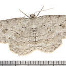 Image of The Small Engrailed